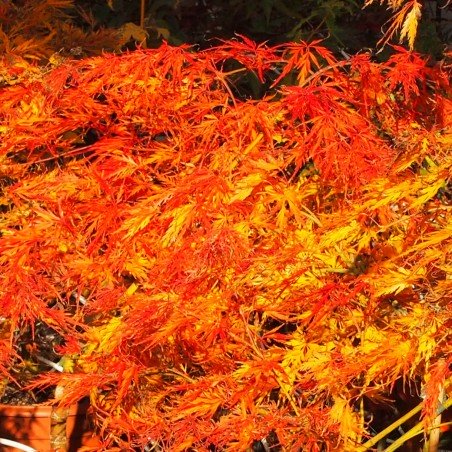 érable "Viridis", couleurs d'automne