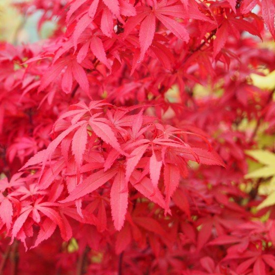 Érable du japon "Shaina", feuillage dense rouge vif au printemps