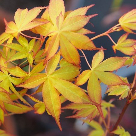 érable "Katsura", feuilles au printemps
