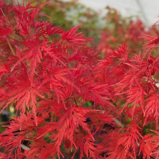 Érable du japon "Seiryu", feuillage cramoisi en fin d'automne