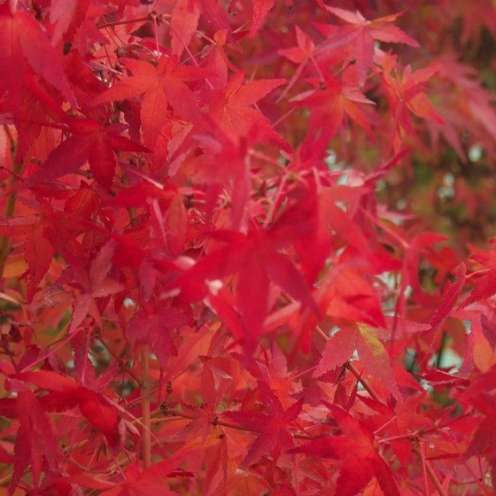 Érable du japon "Katsura", couleur rouge orangé en automne