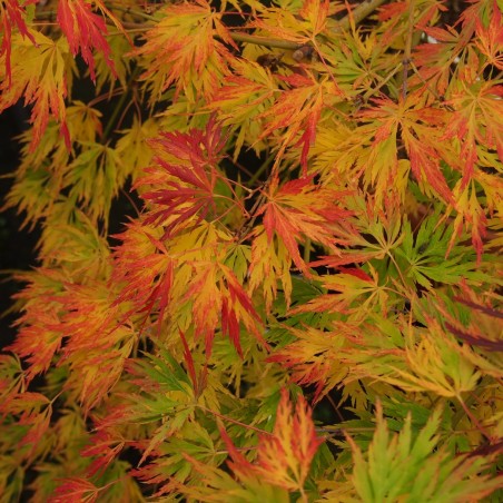 Érable du japon "Viridis", changement de couleur à l'automne