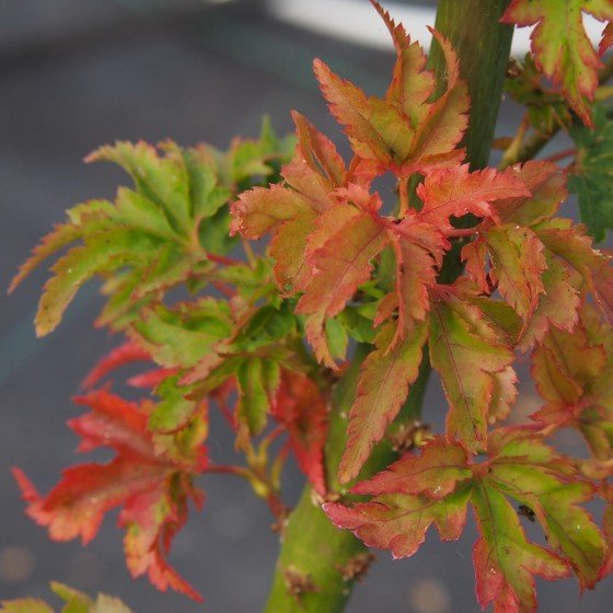 Érable du japon "Shishigashira",changement de couleur au début de l'automne
