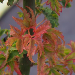 Érable du japon "Shishigashira", automne