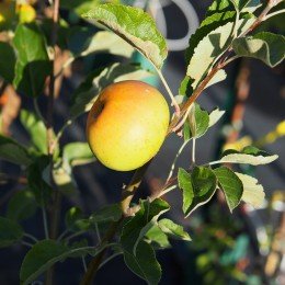 Pommier "Bonne Hotture"