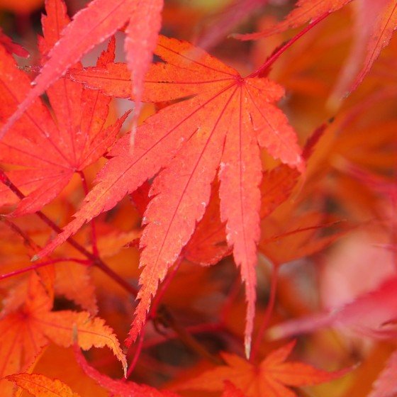 Érable du japon "Arakawa", couleur d'automne