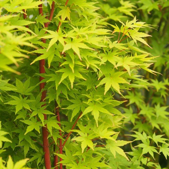 érable "Red Wood", feuillage vert frais en été