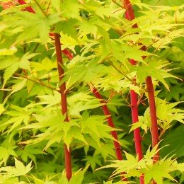 érable "Red Wood", branches corail et feuilles jaunes au printemps