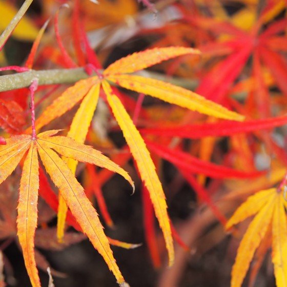 Érable du japon "Linearilobum", jaune orangé rouge en automne