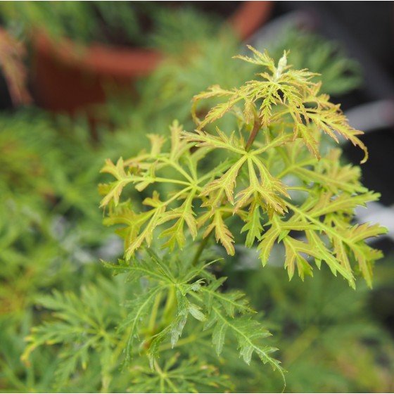 Érable du japon "Rubrifolium", feuilles découpées