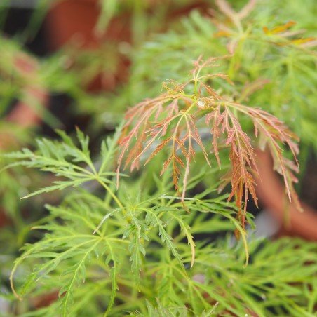 Érable du japon "Rubrifolium", vert en été avec jeunes pousses pourpres
