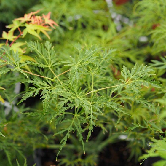 Érable du japon "Rubrifolium", en été