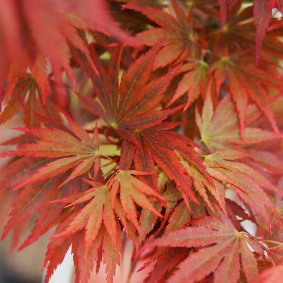 Érable du japon "Beni Sazanami"