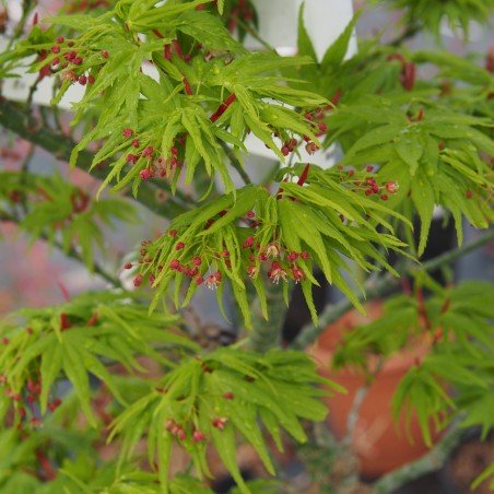 Érable du japon "Mikawa Yatsubusa", au printemps en fleurs