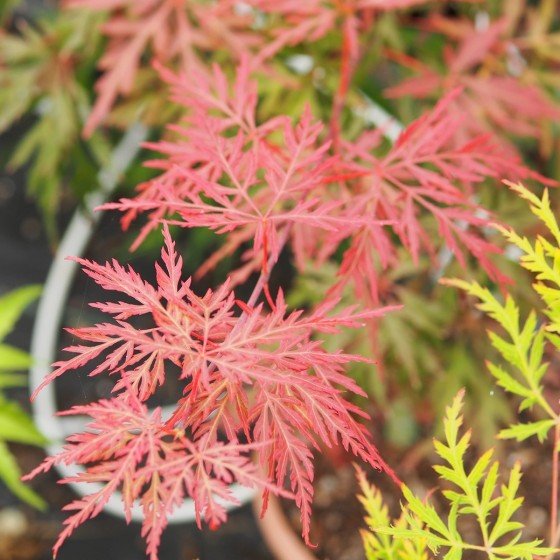 érable du japon "Orangeola" en été