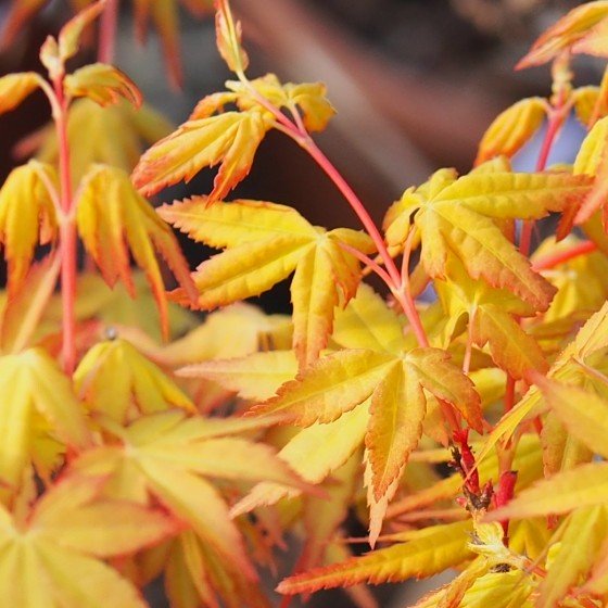 Érable du japon "Ueno Yama", au printemps