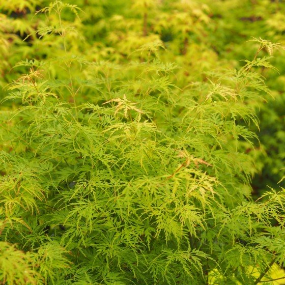 Érable du japon "Seiryu" au printemps