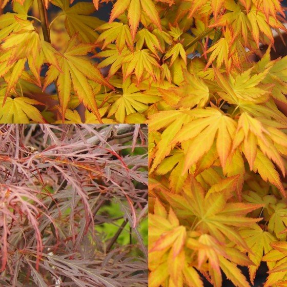 érables du japon "Orange dream" et "Crimson queen"