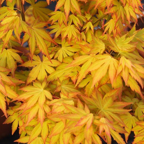 Érable du japon "Orange Dream", au printemps