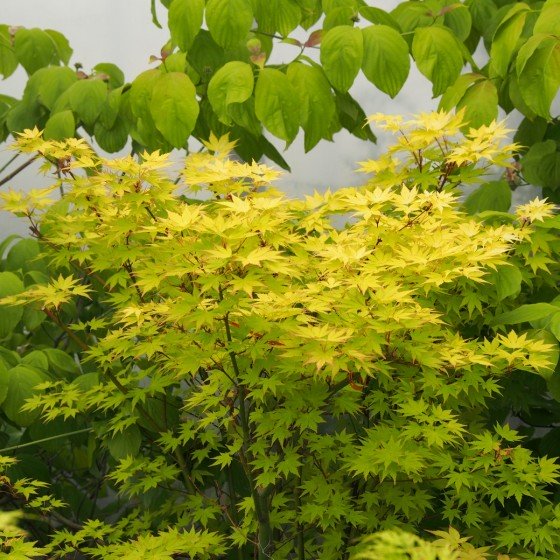 Érable du japon "Orange Dream", en été