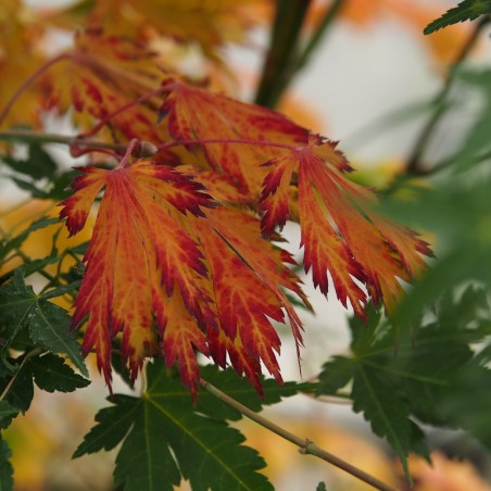 érable "Aconitifolium", couleurs d'automne